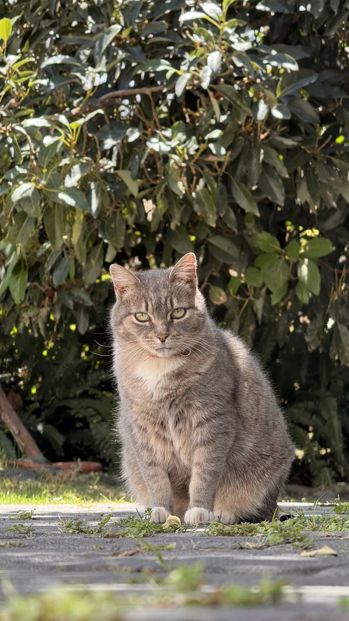 Francis, el gato, sentado de frente en el camino del jardín.