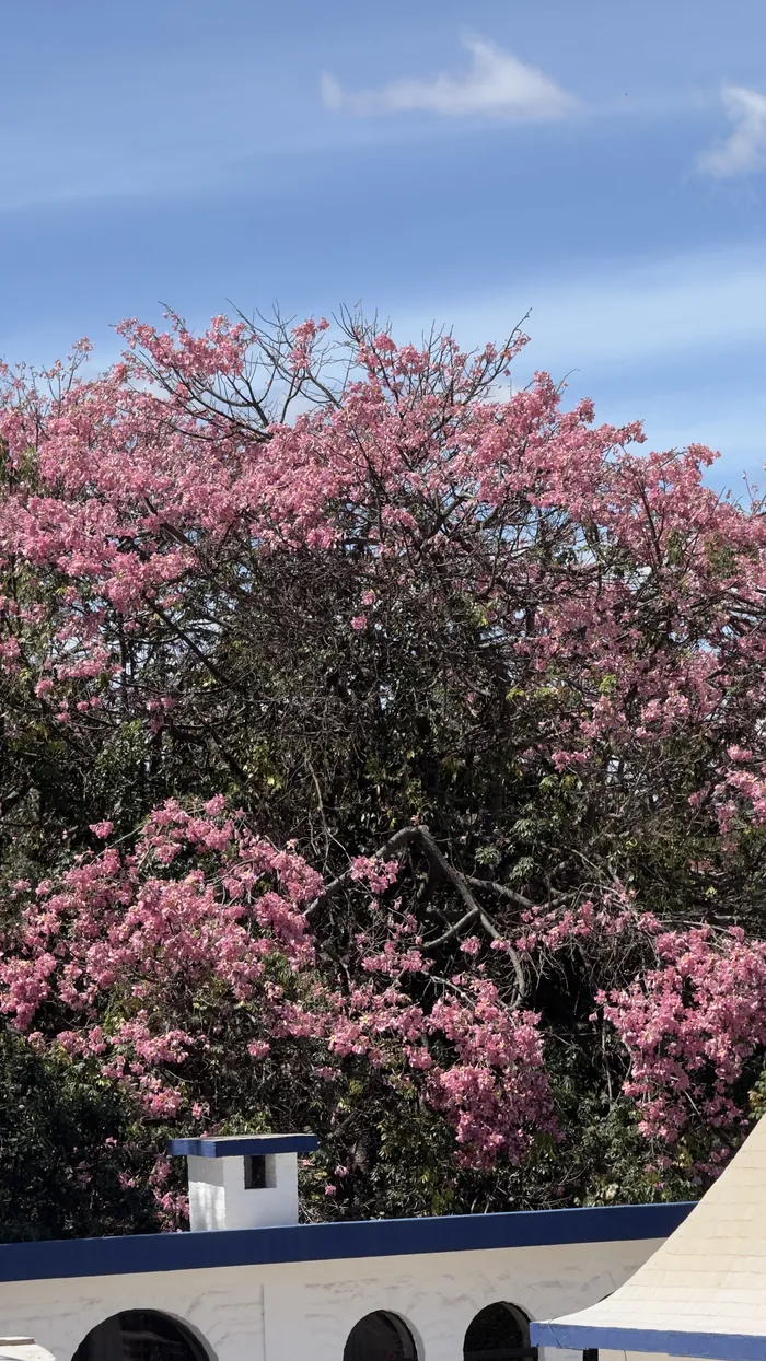 Un árbol de flores rosadas en plena floración, sobre el muro del jardín.